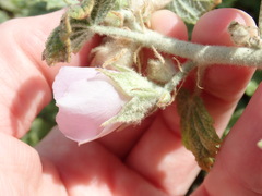 Malacothamnus marrubioides