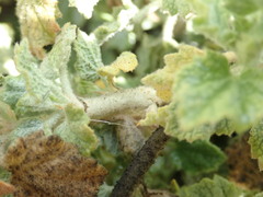 Malacothamnus marrubioides