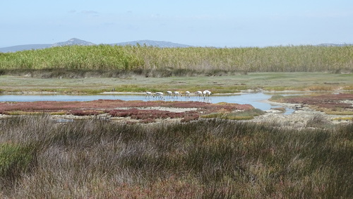 iNaturalist image