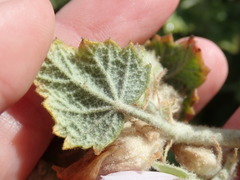 Malacothamnus marrubioides