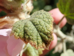 Malacothamnus marrubioides