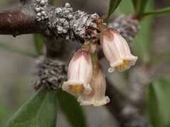 Jatropha dioica, photograph (c) Turner Brockman, some rights reserved (CC BY-SA)