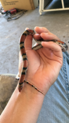 Cemophora coccinea copei