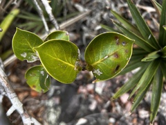 Hillia parasitica, photograph (c) vitordematos12, some rights reserved (CC BY-SA)