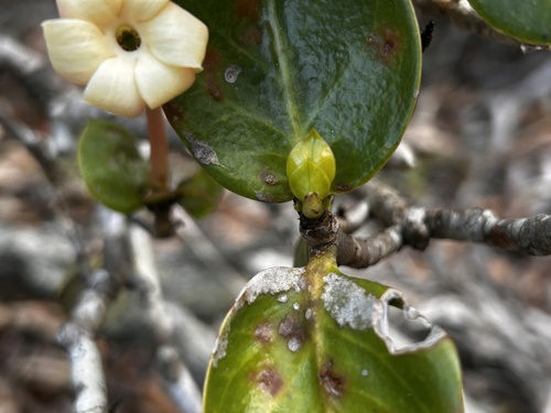Hillia parasitica, photograph 4