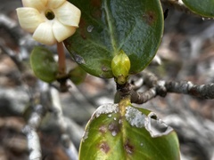 Hillia parasitica, photograph (c) vitordematos12, some rights reserved (CC BY-SA)