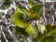 Hillia parasitica, photograph (c) vitordematos12, some rights reserved (CC BY-SA)