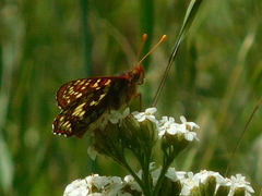 Euphydryas chalcedona
