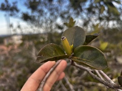 Hillia parasitica, photograph (c) vitordematos12, some rights reserved (CC BY-SA)