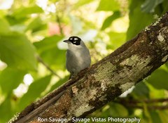 Phaenicophilus palmarum