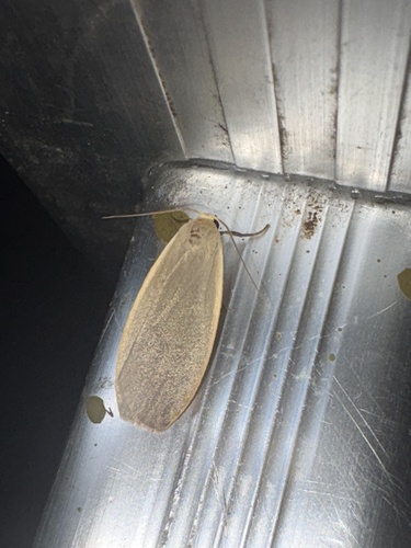 Dingy Footman