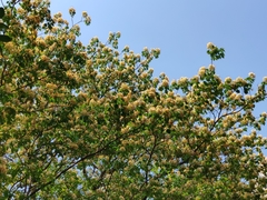 Crateva unilocularis