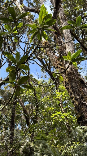 Melicope spathulata observed 2026-03-18