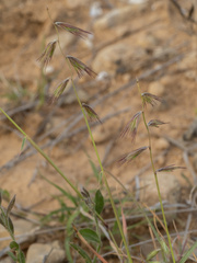 Bouteloua rigidiseta, photograph (c) Turner Brockman, some rights reserved (CC BY-SA)