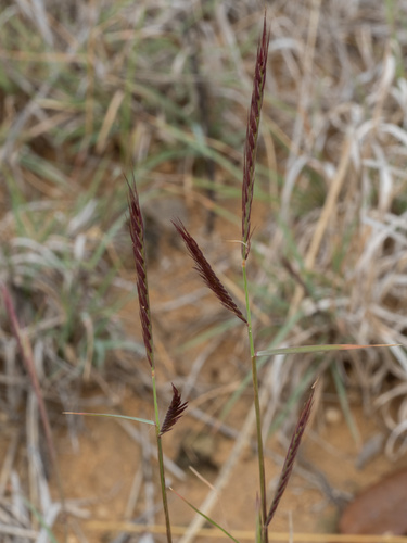 Red Grama