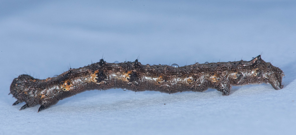 Walnut Spanworm Moth