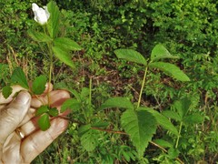 Rubus meracus