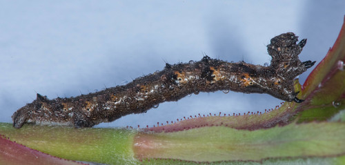 Walnut Spanworm Moth photo 2