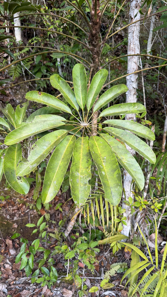 Australian Umbrella Tree (Heptapleurum actinophyllum)