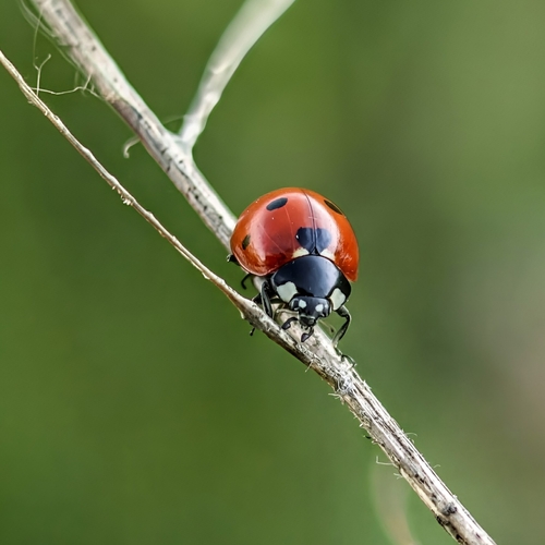 Seven-spotted Lady Beetle