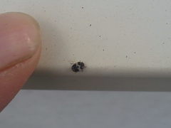 Anthrenus pimpinellae