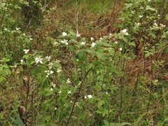 Rubus laudatus