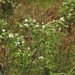 Plains Blackberry - Photo (c) jim_keesling, some rights reserved (CC BY-NC), uploaded by jim_keesling
