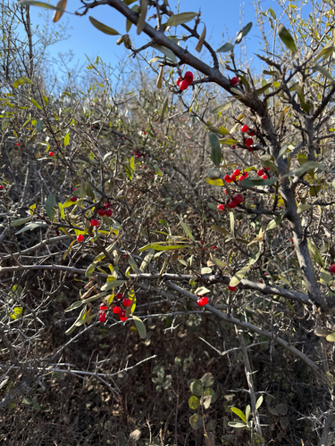 silver buffaloberry