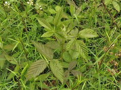 Rubus laudatus