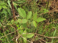 Rubus laudatus
