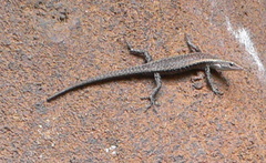 Cryptoblepharus buchananii