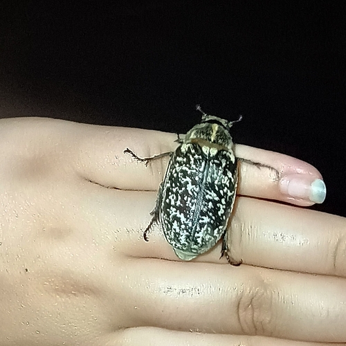 Pine Chafer