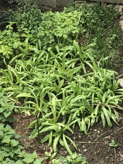 Lactuca sativa longifolia