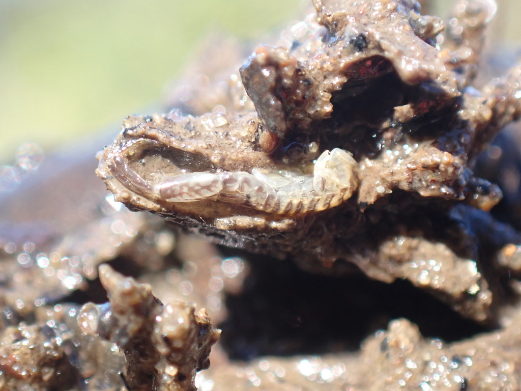 Americorophium spinicorne