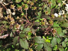 Rubus satis