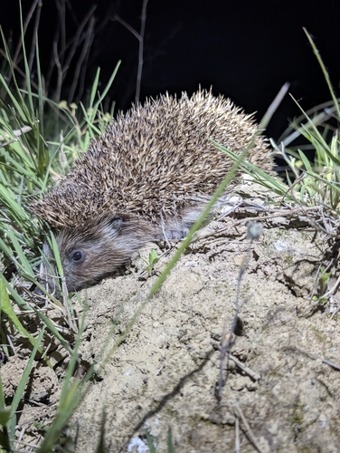 Northern White-breasted Hedgehog