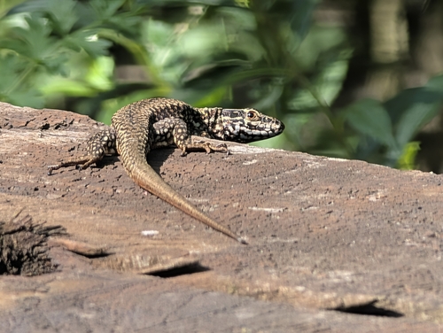 Common Wall Lizard