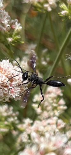 Sphex lucae seen in Sonoma Valley