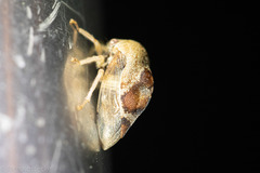 Cyrtolobus tuberosus