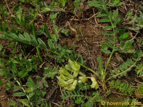 Astragalus fragrans