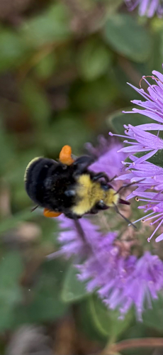 Yellow-faced Bumble Bee seen in Sonoma Valley