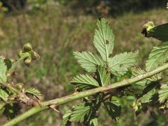 Rubus satis
