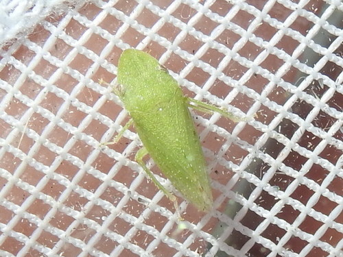 Xerophloea majesta