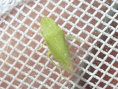 Xerophloea majesta
