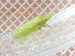 Xerophloea majesta