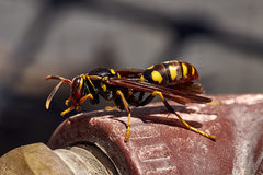 Polistes weyrauchorum