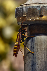 Polistes weyrauchorum