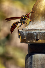 Polistes weyrauchorum