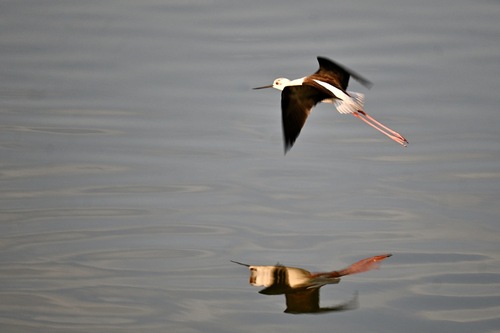 Black-winged Stilt