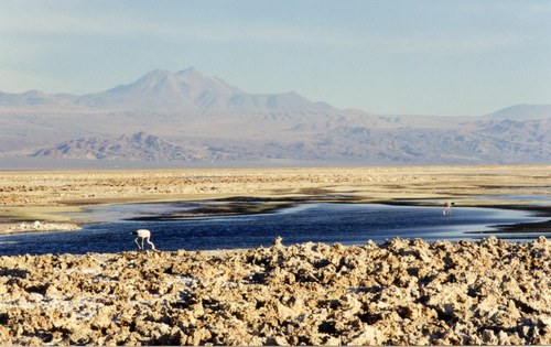 Phoenicoparrus andinus